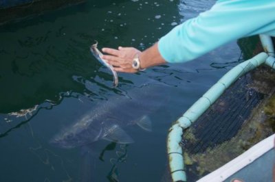 Key West, Feeding the Marina Tarpon pets