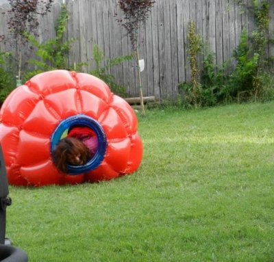 Playing in the back yard