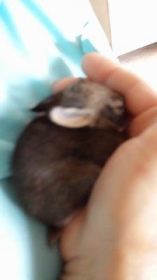 Mojo found this baby rabbit, bunny