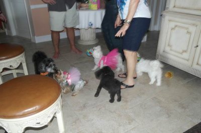 It's a doggie party