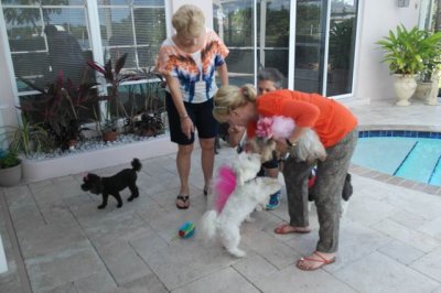 Doggie pool party