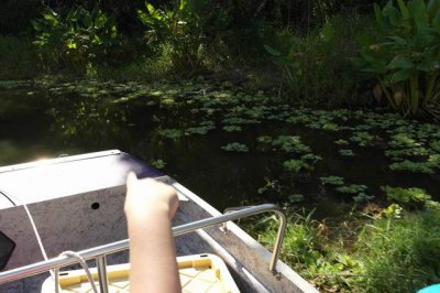 North Everglades -Reilly found the first gator