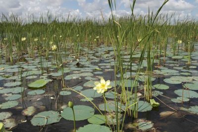 North Everglades- Showerhead Lily