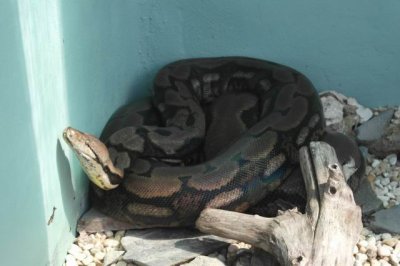 North Everglades -Python