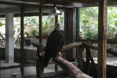 Calusa Nature Center and Rescue- Saved Eagle