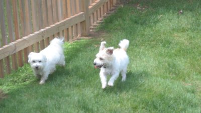 Baxter and Mojo