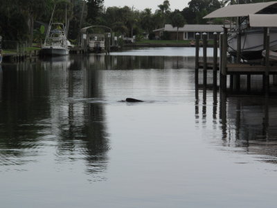 Manatee - Kayaking with Dennis