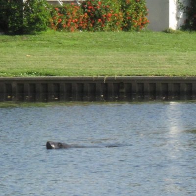 Manatee - Kayaking with Dennis
