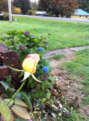 our-rose00.jpg