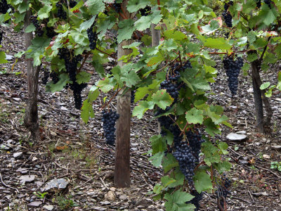 Close-up of the vines