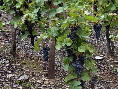 Close-up of the vines
