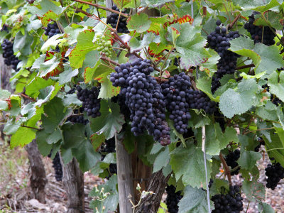 Close-up of the vines