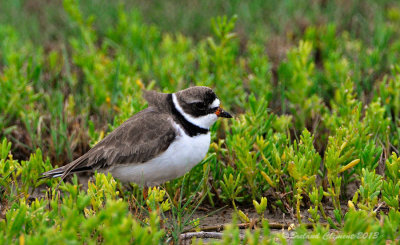 Grand Isle 2013 Bird Migration