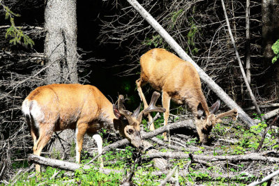 Mule Deer, Jasper BC