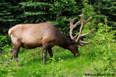 Bull Elk, Jasper BC, Lake Maligne