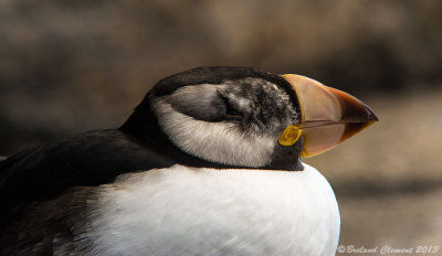 Horned-Puffin