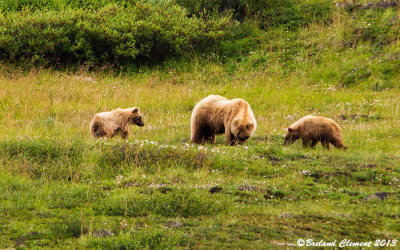 Grizzlies, mom and cubs, Denali National Park