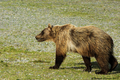 Denali Bear 15-mi Turnaround