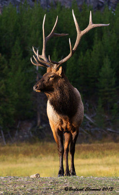 Bull Elk, Madison River Yellowstone National Park