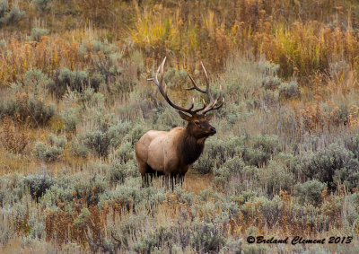 Yellowstone Bull Elk