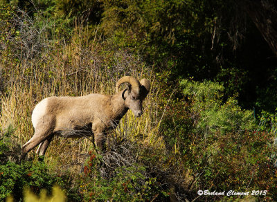 Big Horn Sheep, Yellowstone NP