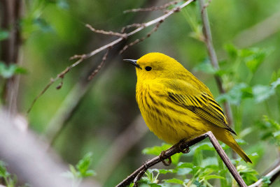 Yellow Warbler