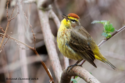 Palm Warbler