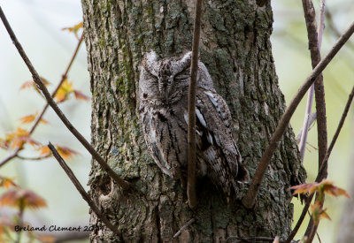 Eastern Screech-Owl