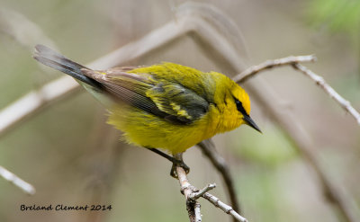 Magee Marsh, Oak Harbor Ohio