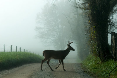 Cades Cove Buck