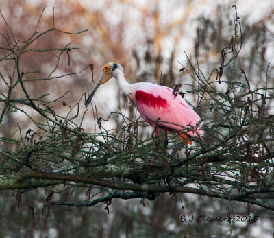 Roseate Spoonbill