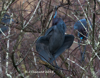 Little Blue Heron