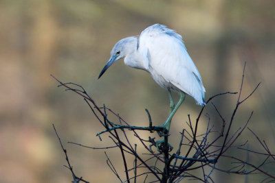 Little Blue Heron Juvenile
