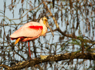 Roseate Spoonbill