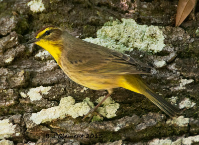 processed-9070--reizeds-palm-warbler.jpg