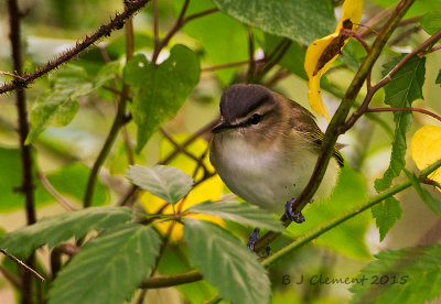 Red-eyed-Vireo