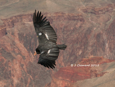 California Condor Soaring over Grand Canyon