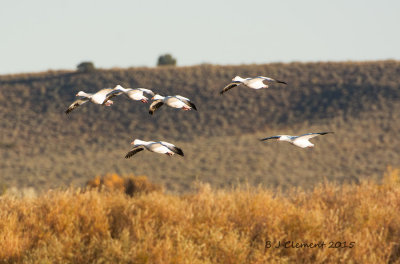 Snow Geese, Bosque Del Apache New Mexico