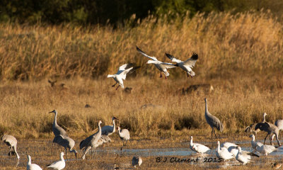 Snow Geese and Sandhill Cranes, Bosque Del Apache New Mexico