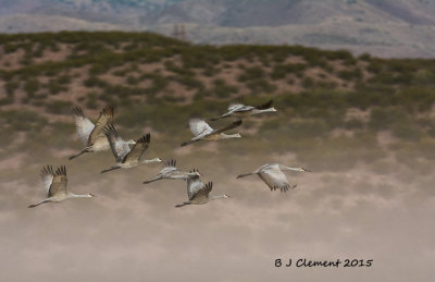 Sandhill Cranes, Bosque Del Apache New Mexico