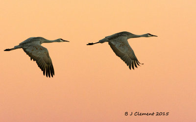 Sandhill Cranes at Sunset, Bosque Del Apache New Mexico