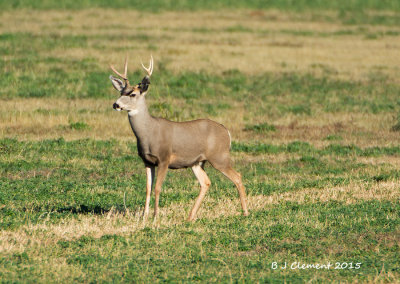 Mule Deer, Bosque Del Apache, New Mexico