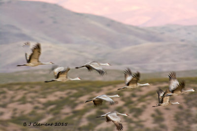 Sandhill takeoff, Bosque Del Apache,New Mexico