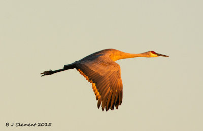 Sandhill in flight, Bosque Del Apache, New Mexico