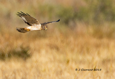 Northern Harrier, Bosque Del Apache, New Mexico