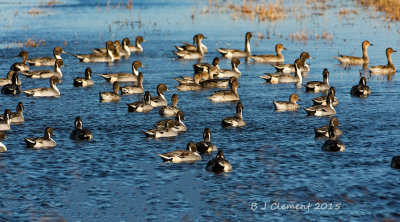 Mostly Pintails, Bosque Del Apache, New Mexico