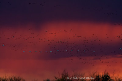 Sunrise take off, Bosque Del Apache. New Mexico