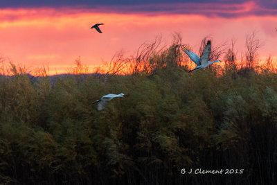 Early morning take off. Bosque Del Apache, New Mexico.