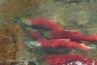Sockeye Salmon swimming up to Brooks Falls