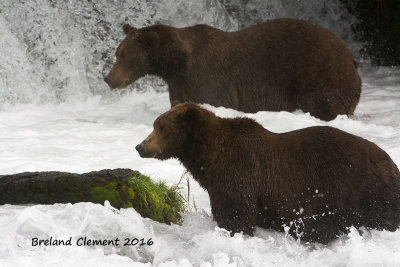 Waiting for a salmon to pass by them. This is a truce of sorts as the bears don't like to be that close to each other.